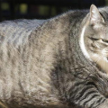 论一只网红猫的专业素养,揭秘网红猫的专业素养与魅力